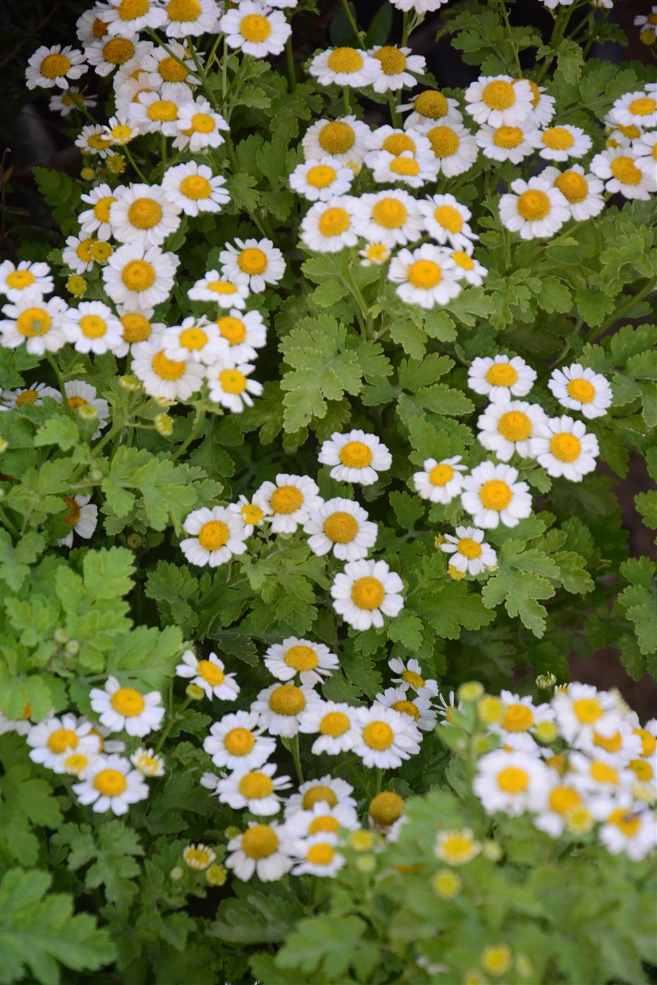 زهرة الحما Feverfew 