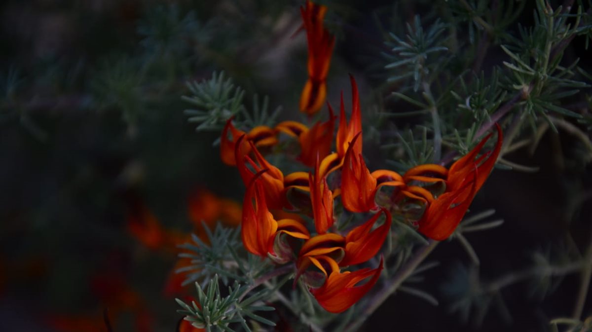  زهرة منقار البغبغاء