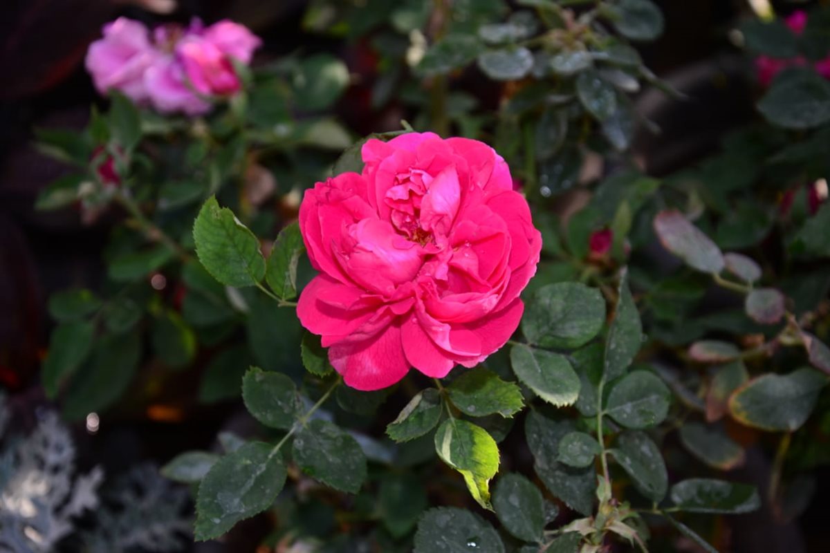 الورد البلدي في معرض زهور الربيع