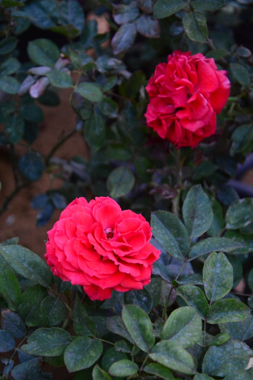 الورد البلدي في معرض زهور الربيع