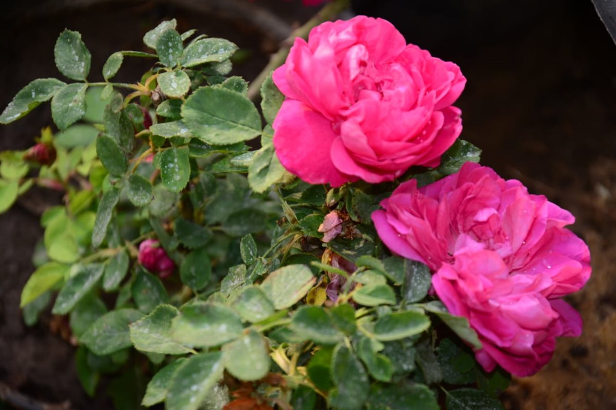 الورد البلدي في معرض زهور الربيع