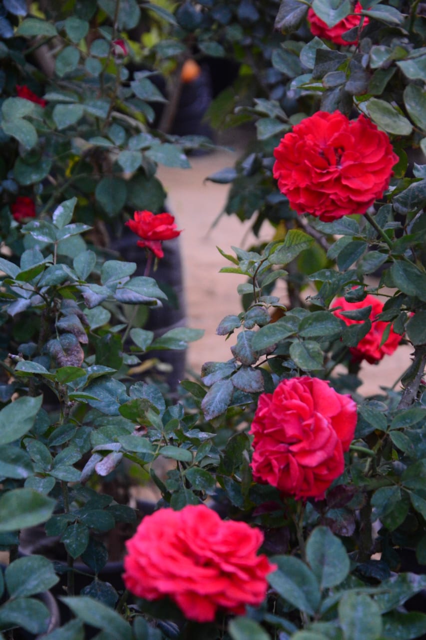 الورد البلدي في معرض زهور الربيع