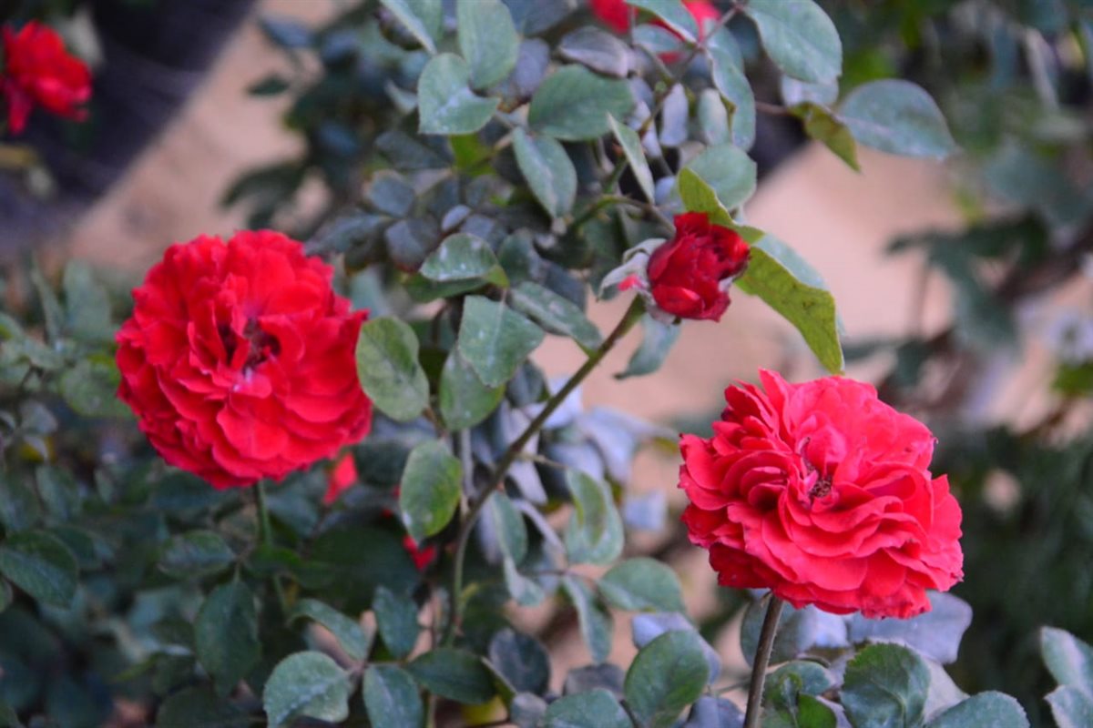 الورد البلدي في معرض زهور الربيع