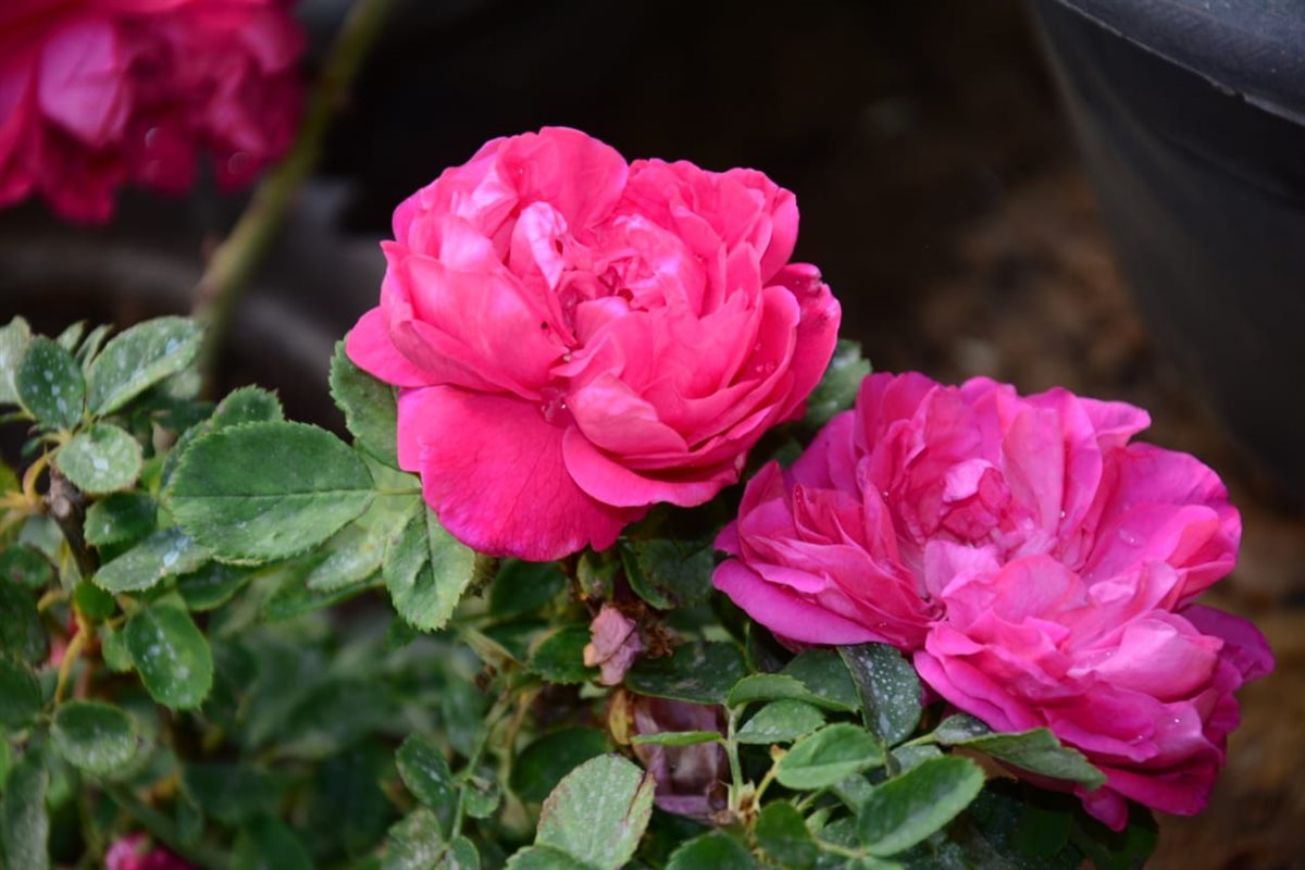 الورد البلدي في معرض زهور