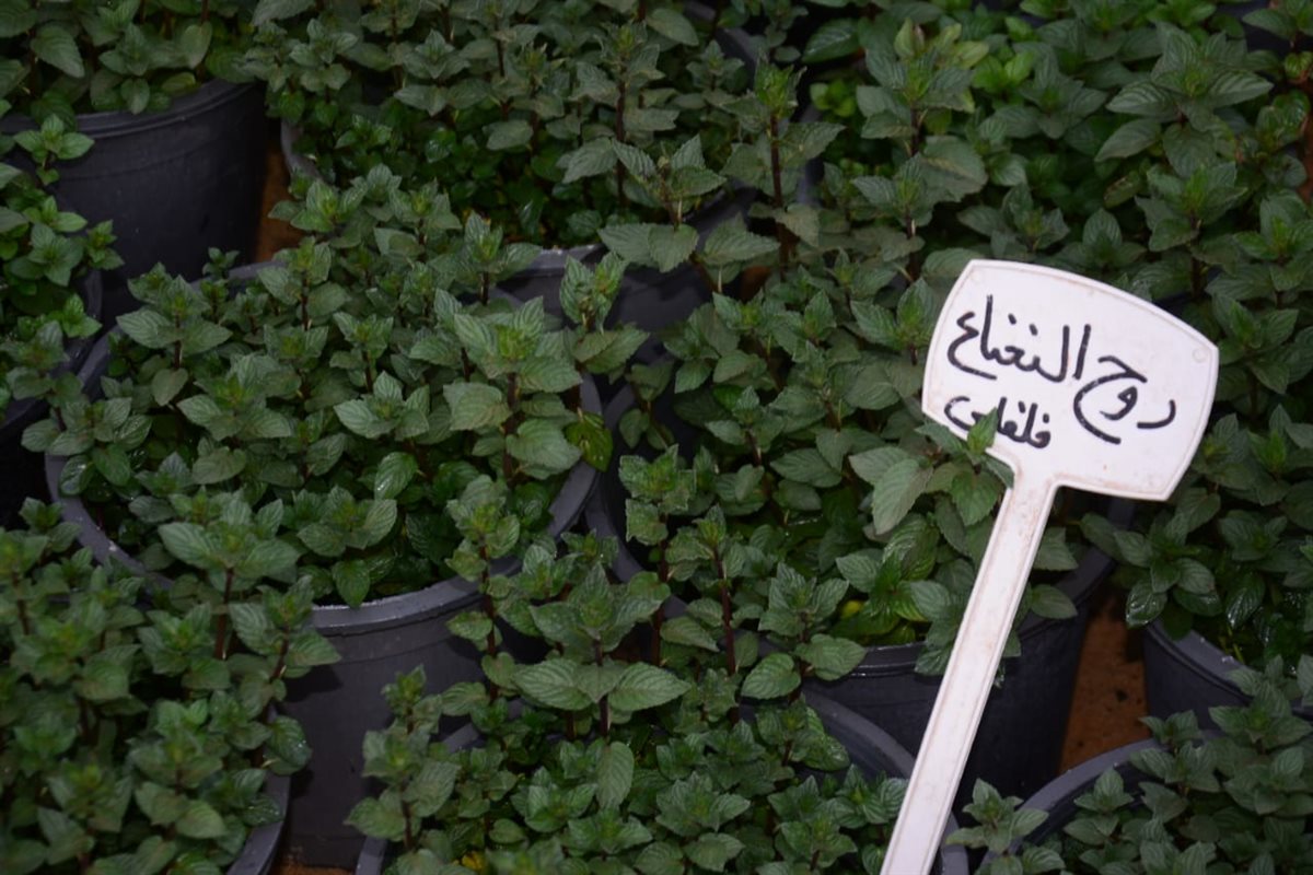 النعناع ونباتات المطبخ في معرض زهور الربيع