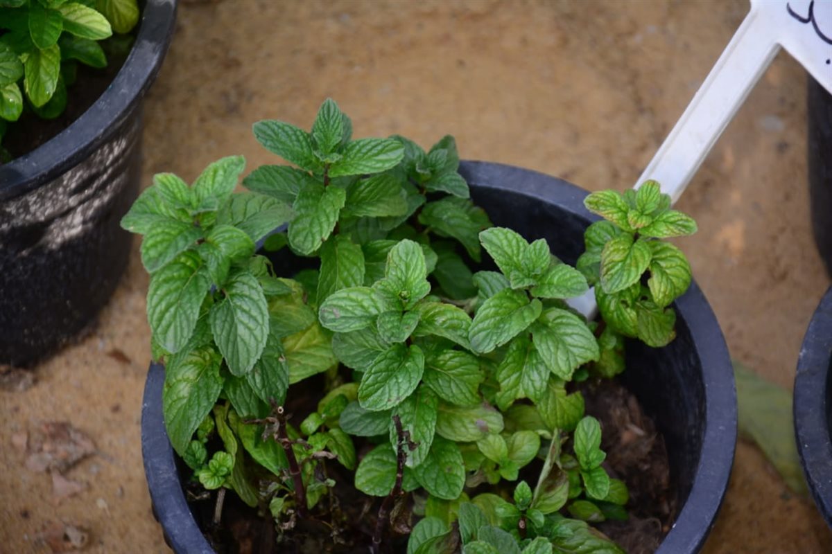 النعناع ونباتات المطبخ في معرض زهور الربيع