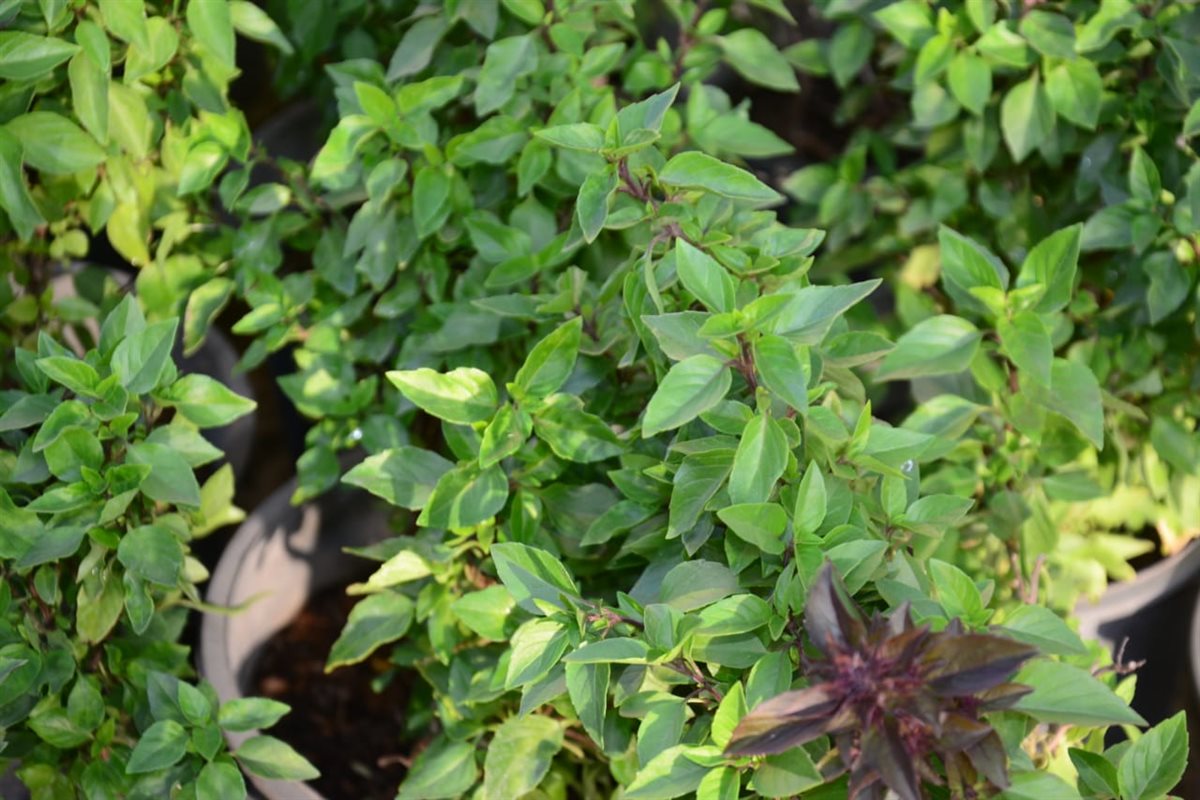 النعناع ونباتات المطبخ في معرض زهور الربيع