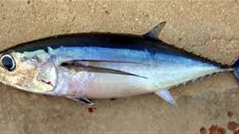 فوائد التونة للصحة