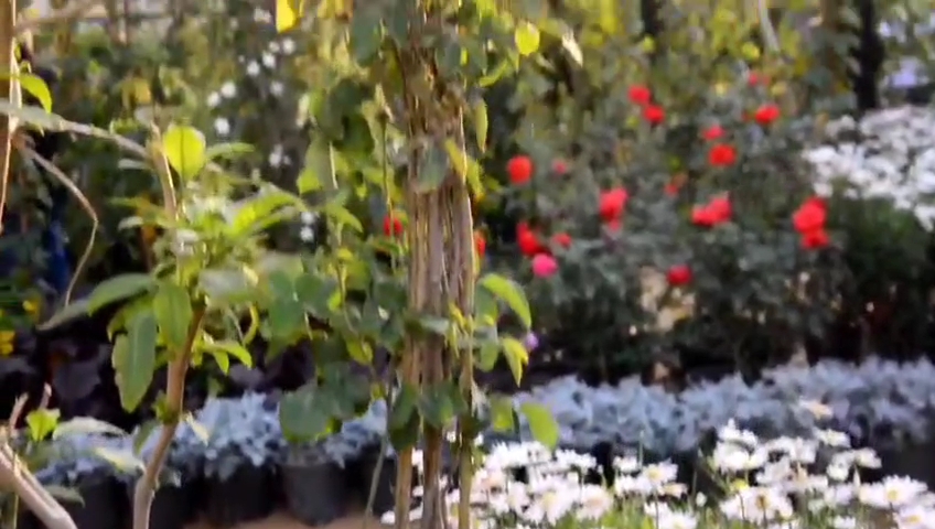 معرض زهور الربيع