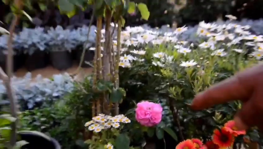 معرض زهور الربيع