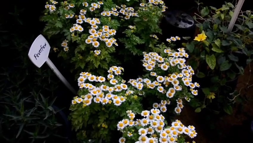 معرض زهور الربيع