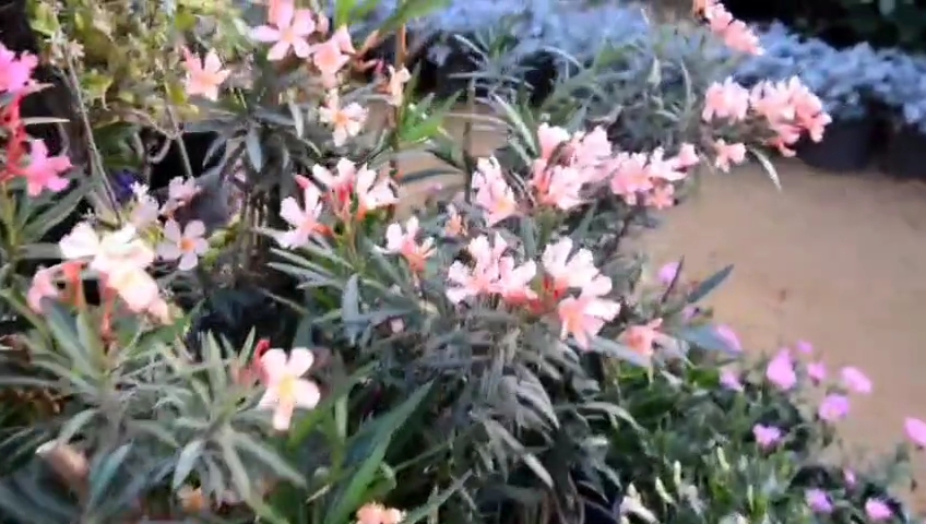 معرض زهور الربيع