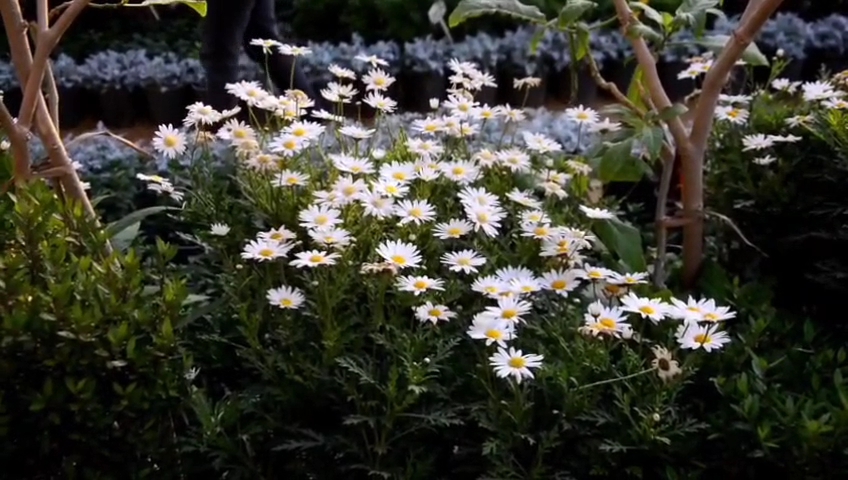 معرض زهور الربيع