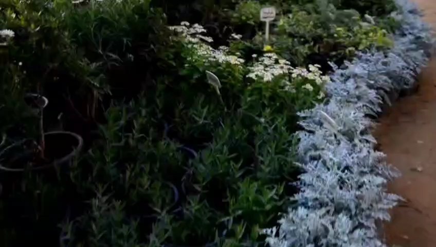 معرض زهور الربيع