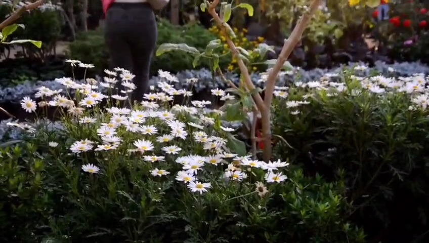 معرض زهور الربيع