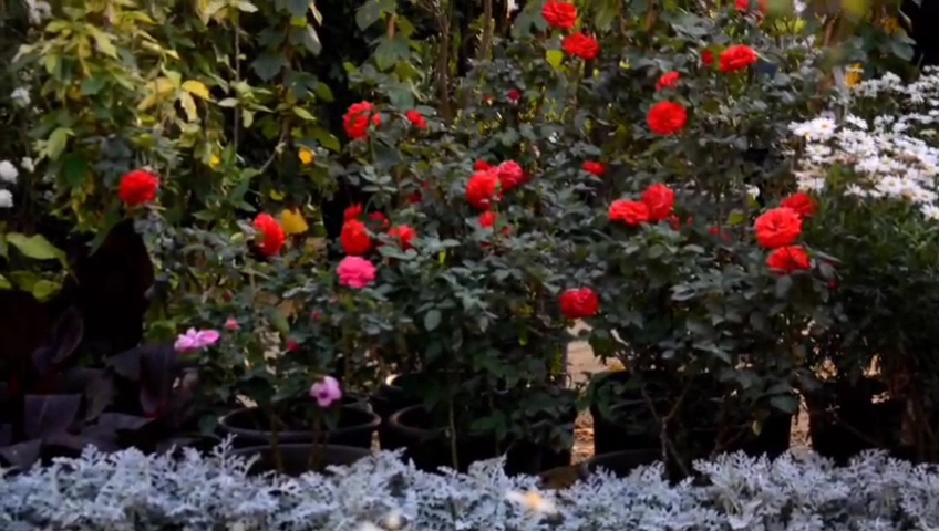 معرض زهور الربيع