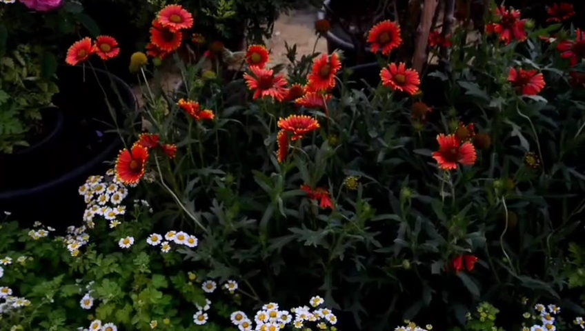 معرض زهور الربيع