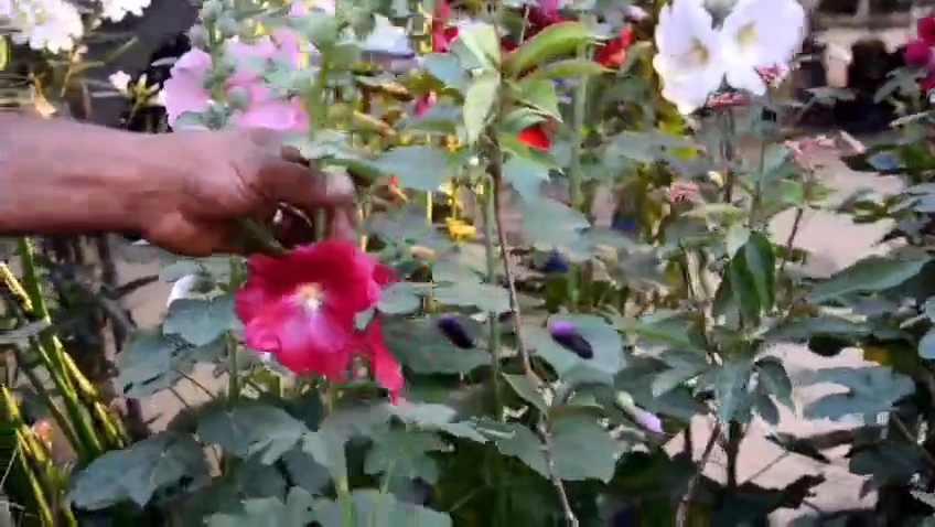 معرض زهور الربيع 