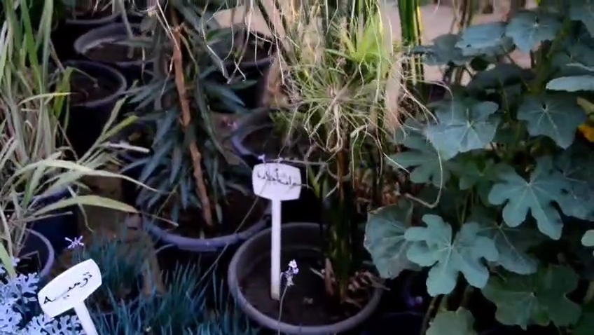 معرض زهور الربيع 