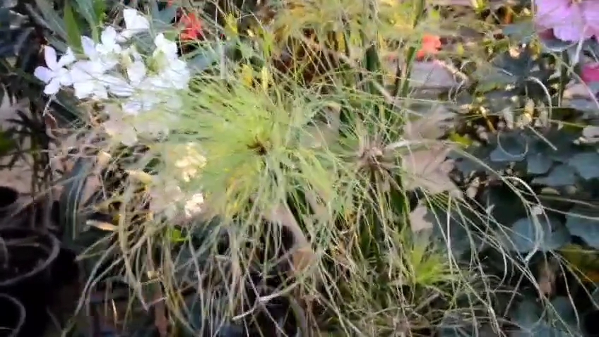 معرض زهور الربيع 