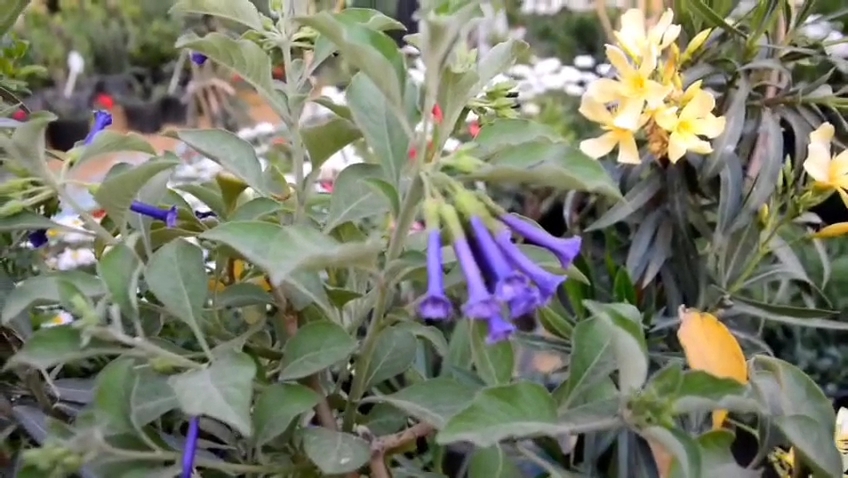 معرض زهور الربيع 