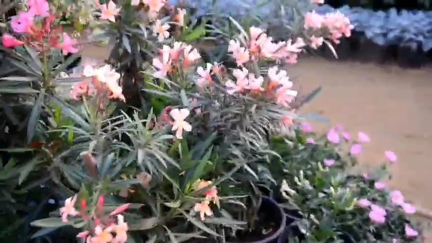 معرض زهور الربيع 