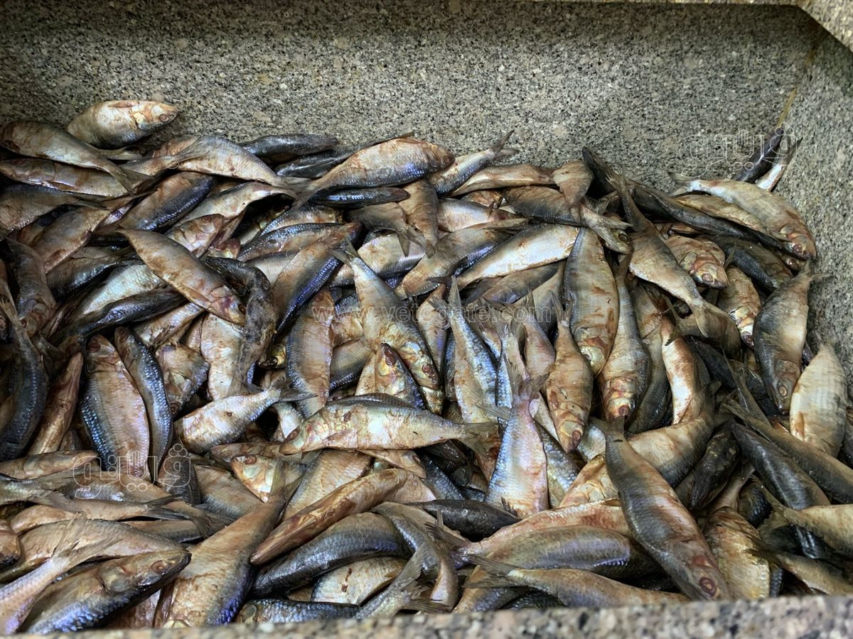  زحام على محلات الفسيخ والرنجة بالسيدة زينب (15)