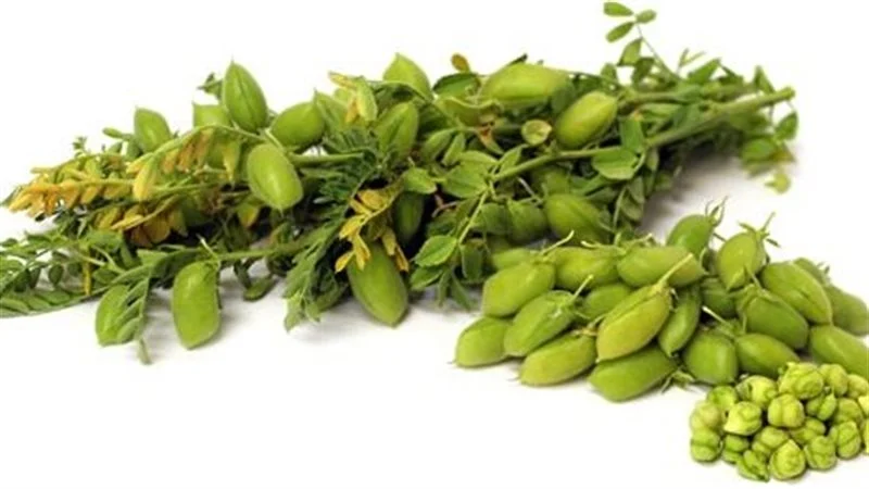 فوائد الملانة للصحة 