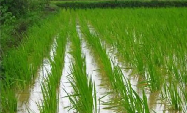 الري تحدد مساخة زراعة الأرز في مصر، فيتو