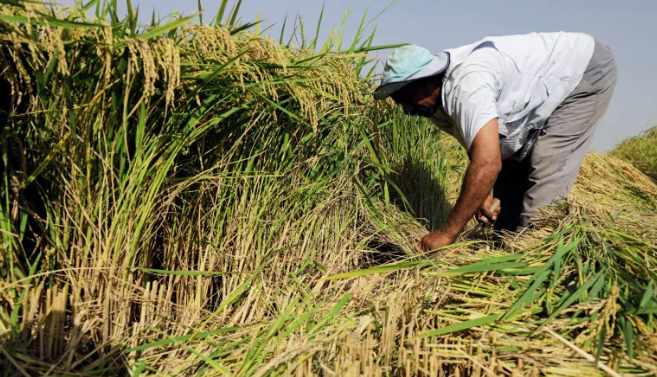 المطالية بزيادة مساحة زراعة الأرز في مصر، فيتو