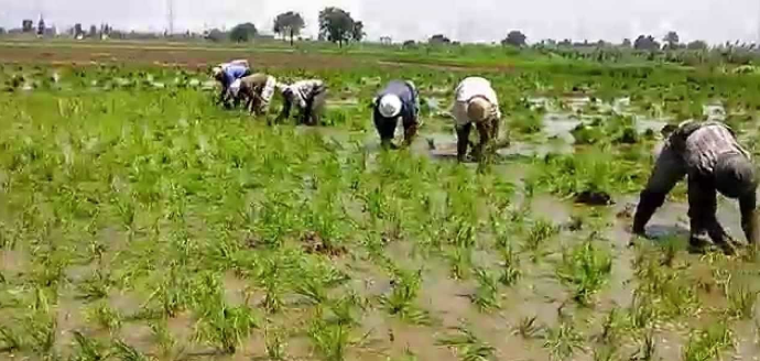 مساحة أرض زراعة الأرز في مصر 1.1 مليون فدان، فيتو