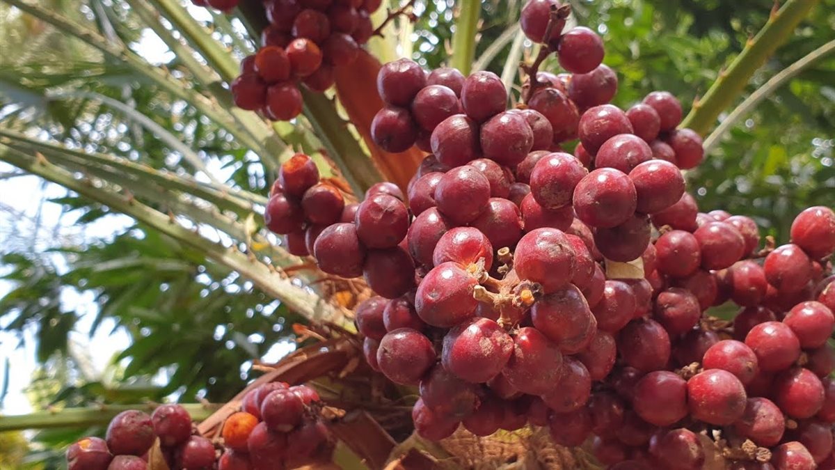 فوائد الدوم للصحة 