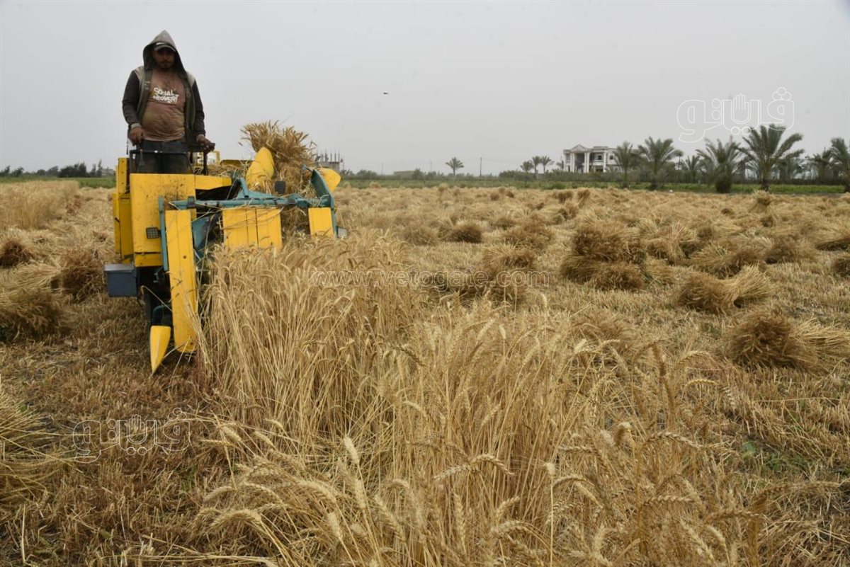 حصاد القمح ببورسعيد وسط فرحة المزارعين، فيتو 