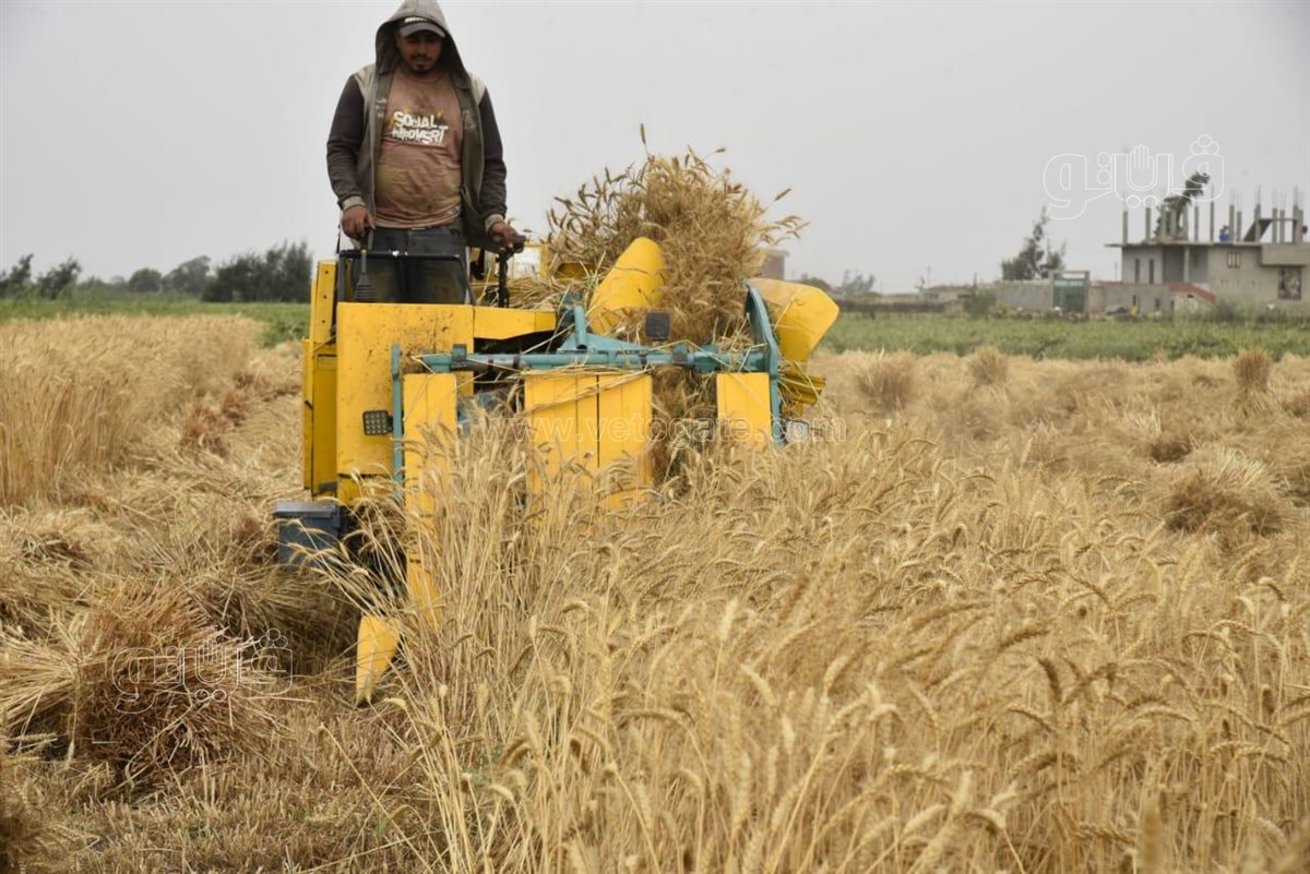 حصاد القمح ببورسعيد وسط فرحة المزارعين، فيتو 