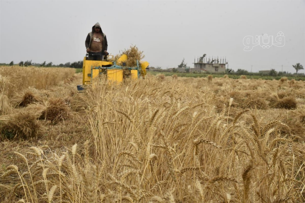 حصاد القمح ببورسعيد وسط فرحة المزارعين، فيتو 