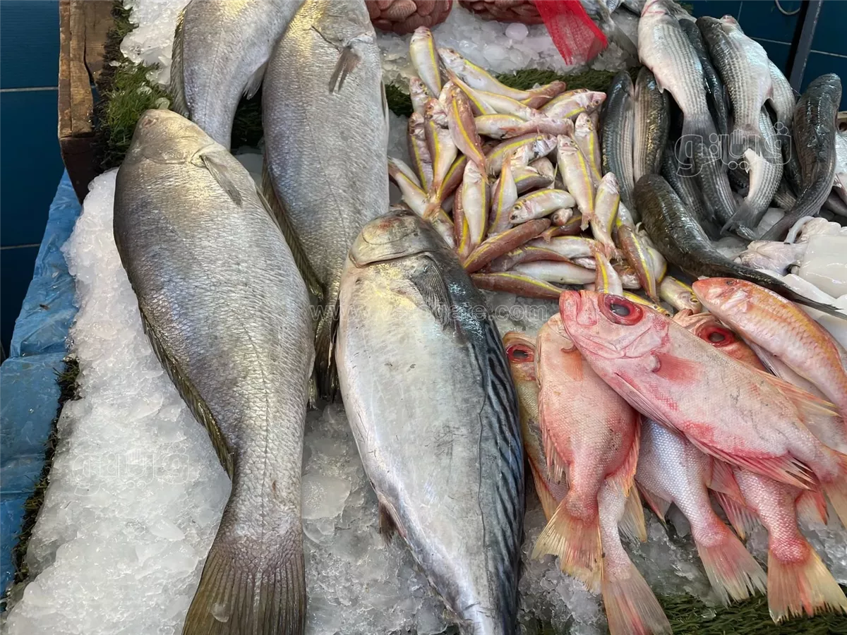 اسعار السمك اليوم