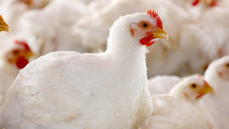 أسعار الفراخ اليوم