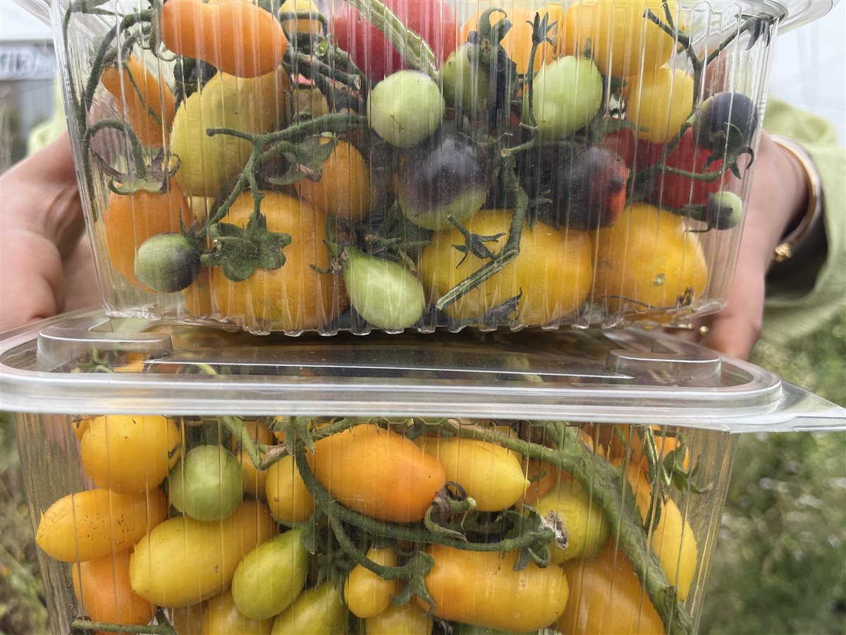 زراعة أنواع نادرة من الطماطم الشيري بالبحيرة لأول مرة في مصر، فيتو