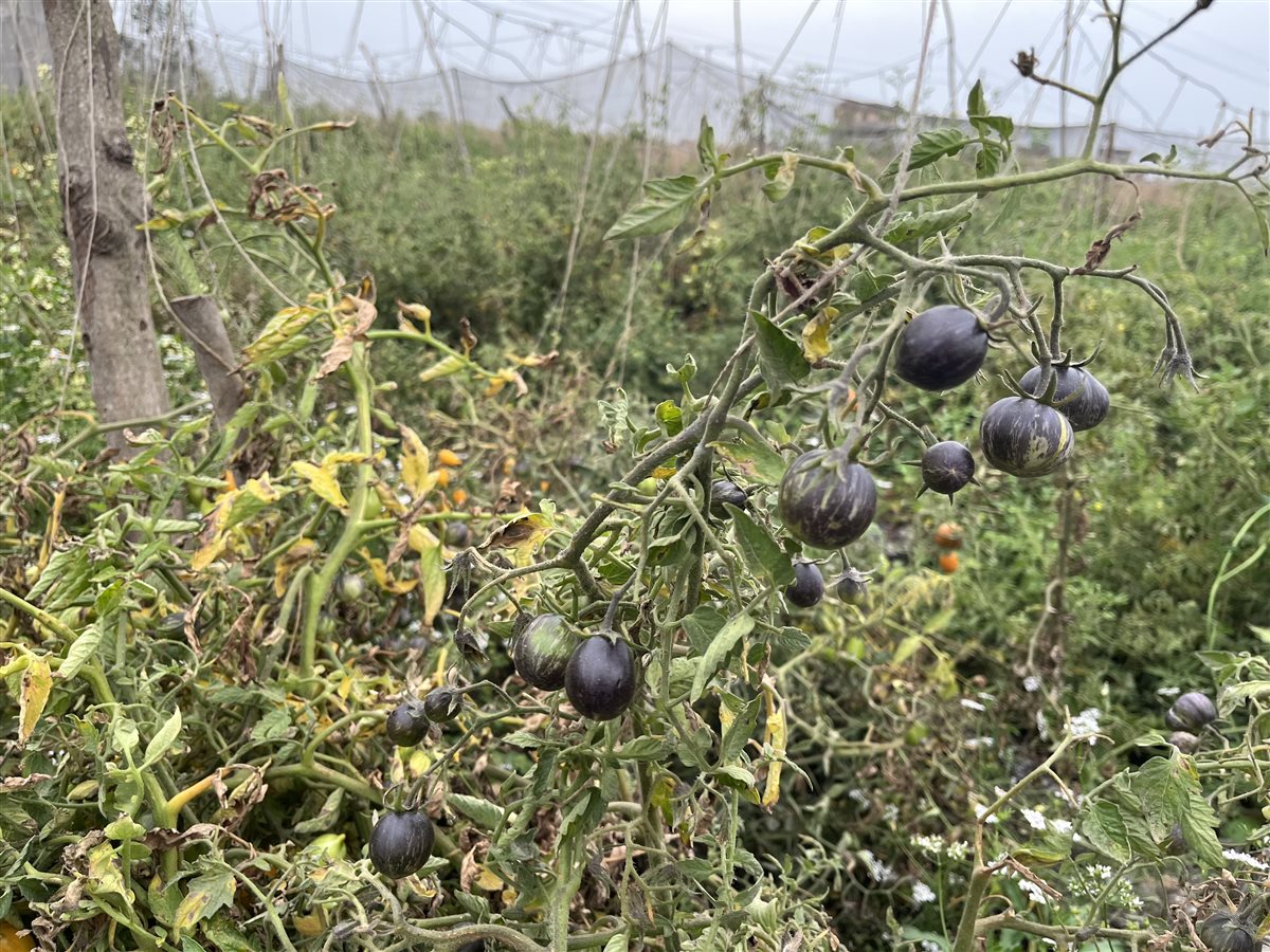 طماطم الشيري خد الجميل 