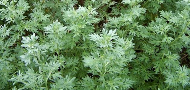 فوائد الشيح 