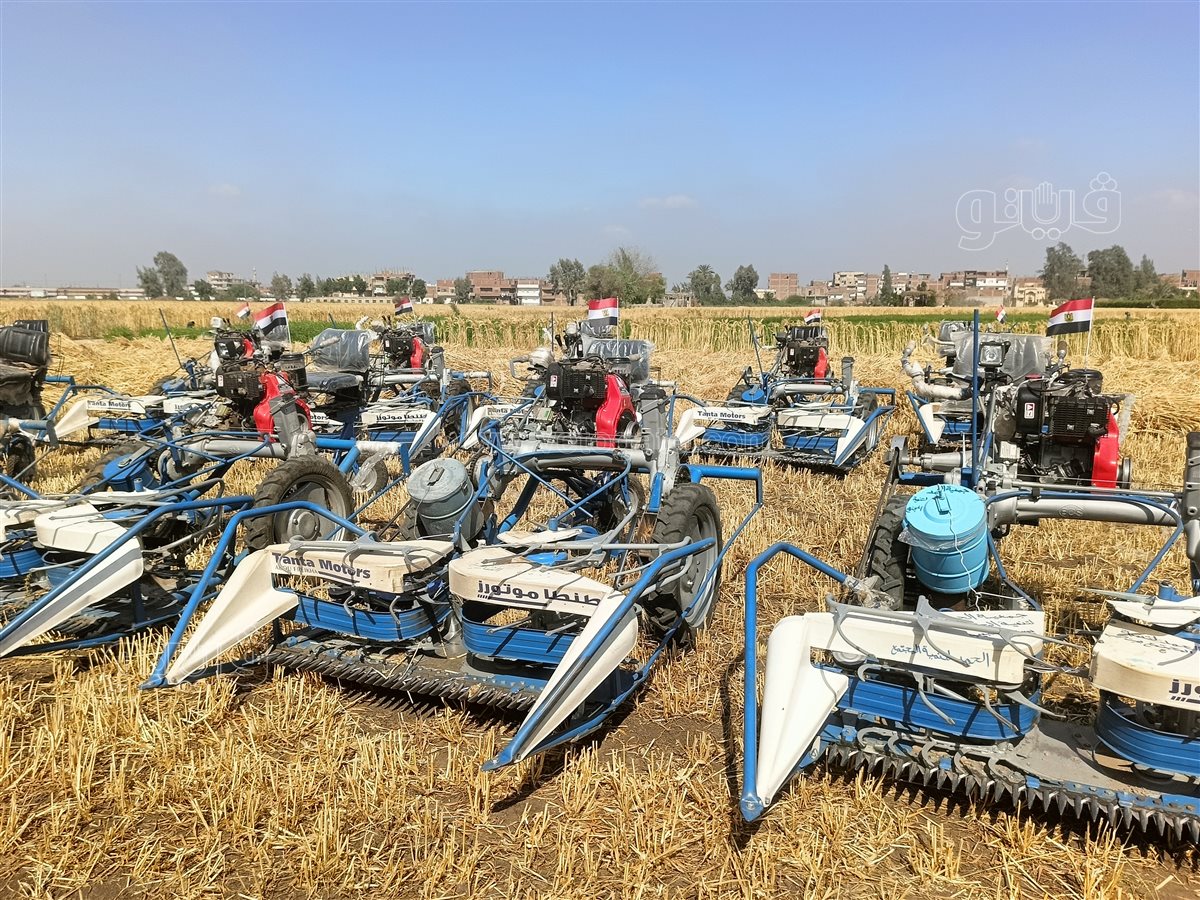 موسم حصاد القمح، فيتو