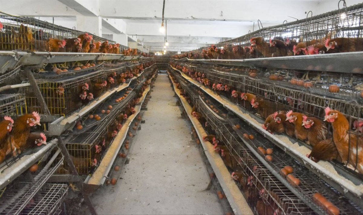 مشروعات جمعية الجوسق الزراعية المطورة بمركز بلبيس،فيتو