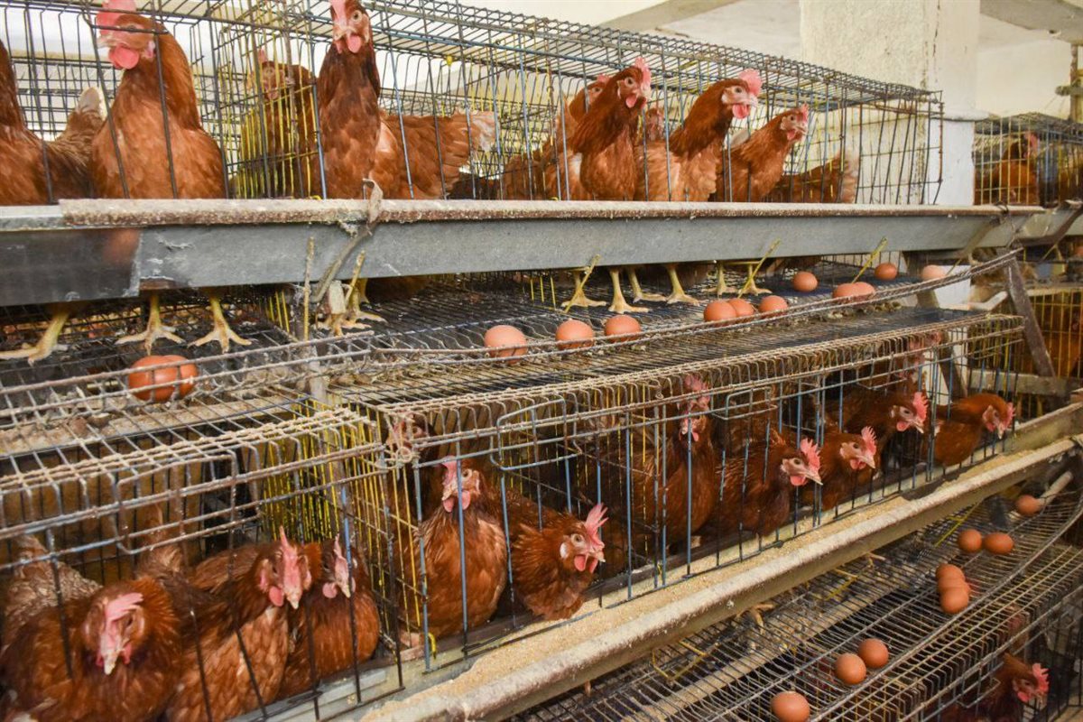 مشروعات جمعية الجوسق الزراعية المطورة بمركز بلبيس،فيتو