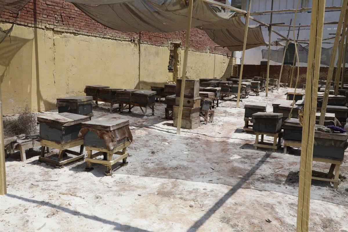 مشروعات جمعية الجوسق الزراعية المطورة بمركز بلبيس،فيتو