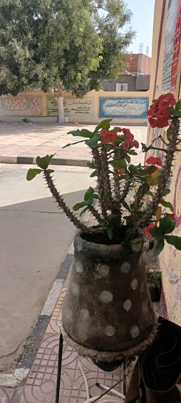 جانب من أعمال المبادرة،فيتو