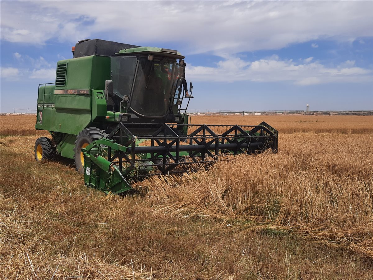 جانب من موسم الحصاد،فيتو