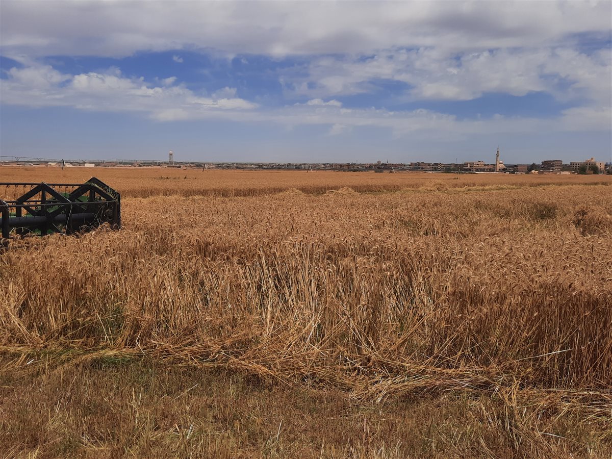 جانب من موسم الحصاد،فيتو
