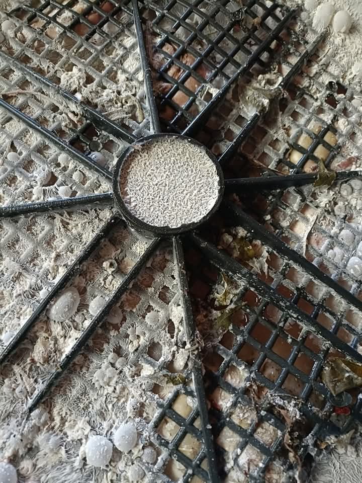 محافظ القليوبية يتابع حصاد محصول القمح، فيتو 