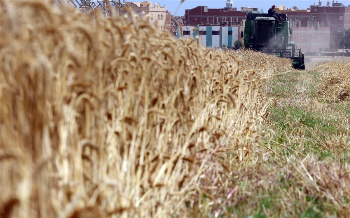 حصاد القمح بالإسماعيلية، فيتو