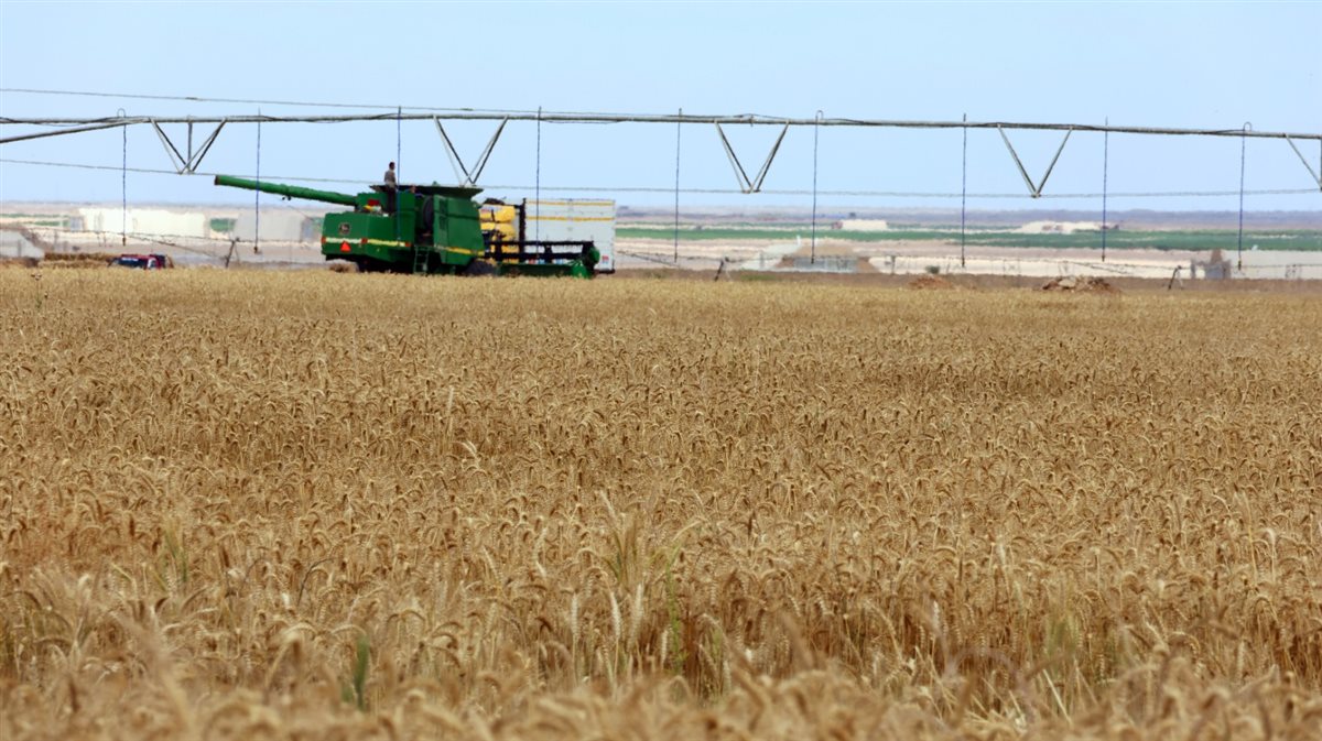 حصاد القمح بالإسماعيلية، فيتو